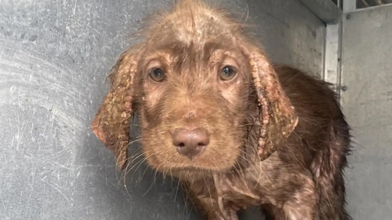Cane magro e senza pelo