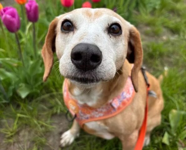 Cane nascosto in una casa in ristrutturazione: quando spunta il suo musetto tutti rimangono allibiti