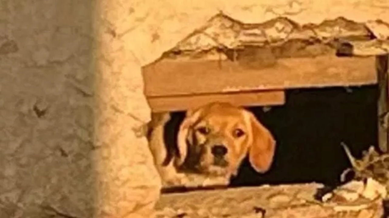 Cane nascosto in una casa in ristrutturazione