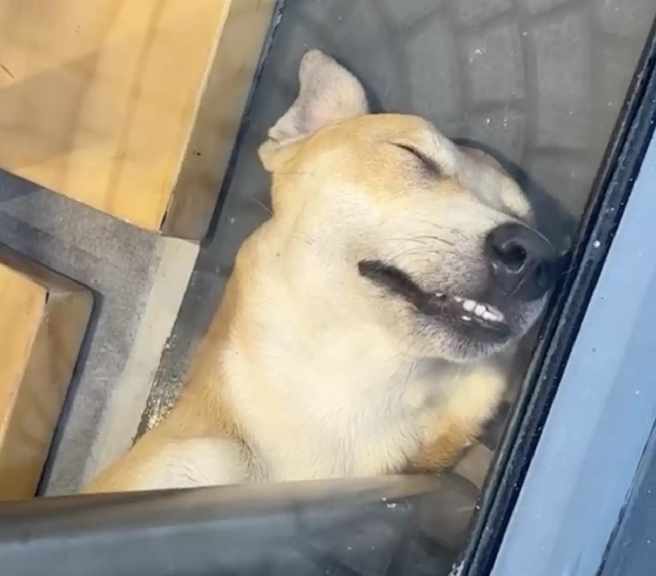 Cane dorme