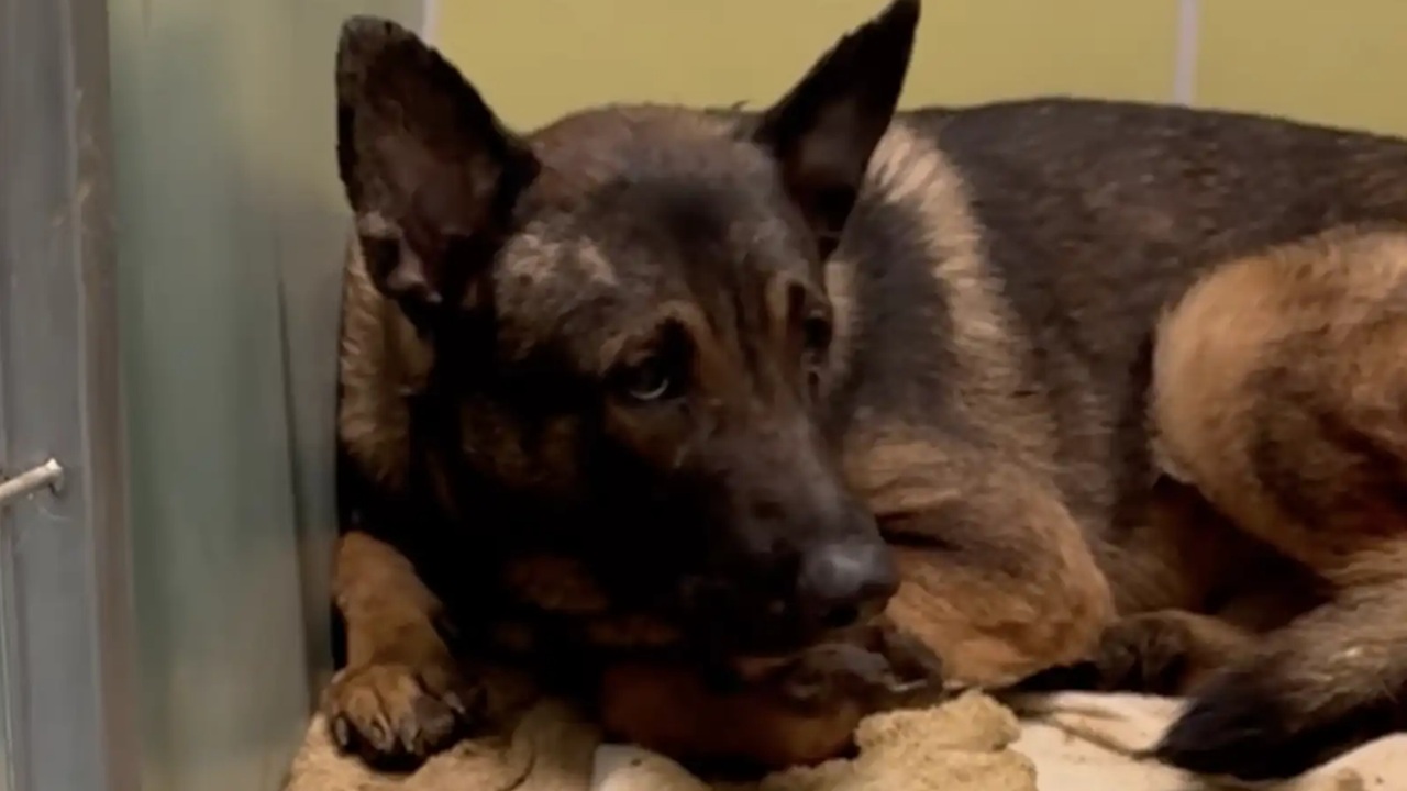 Cane salvato si rifiuta di camminare