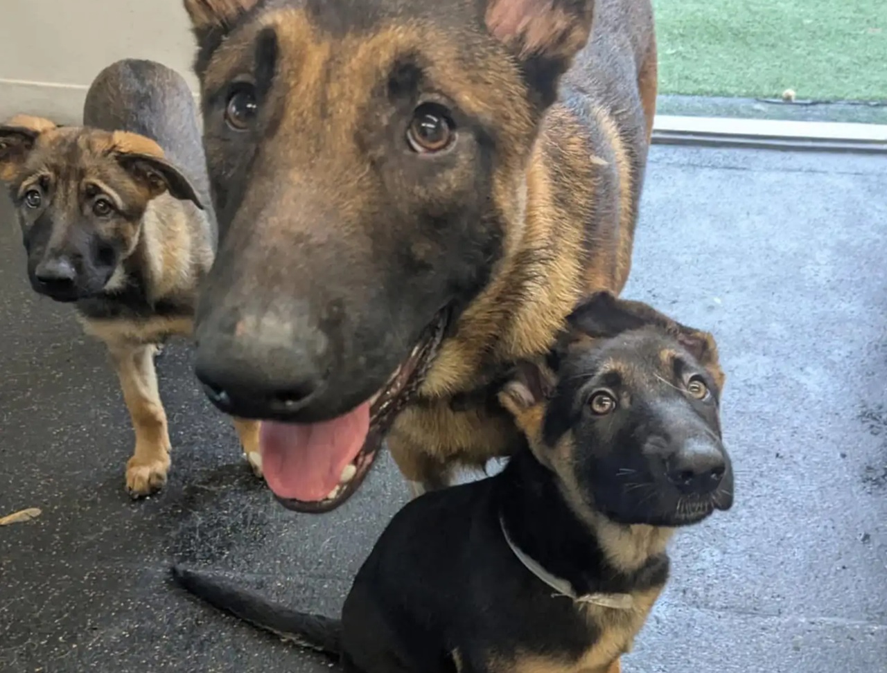 Cane di nuovo felice