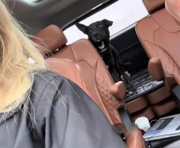 Cane salvato sotto la pioggia: il messaggio a chi lo ha abbandonato