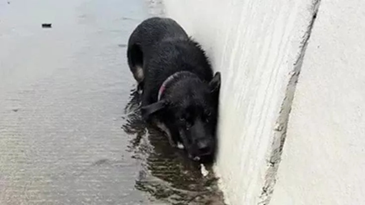 Cane salvato sotto la pioggia