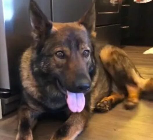 Cane sorvegliato dalla telecamera: quello che fa ha fatto piangere tutti