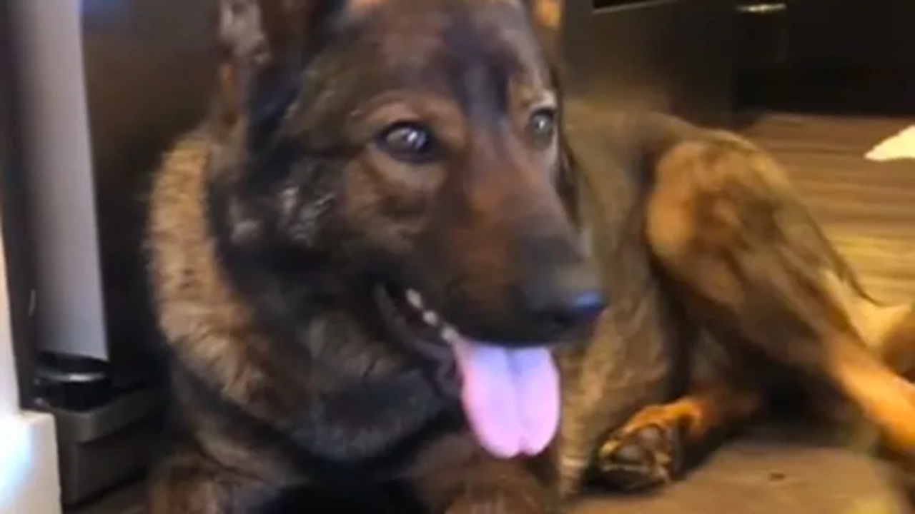 Cane sorvegliato dalla telecamera