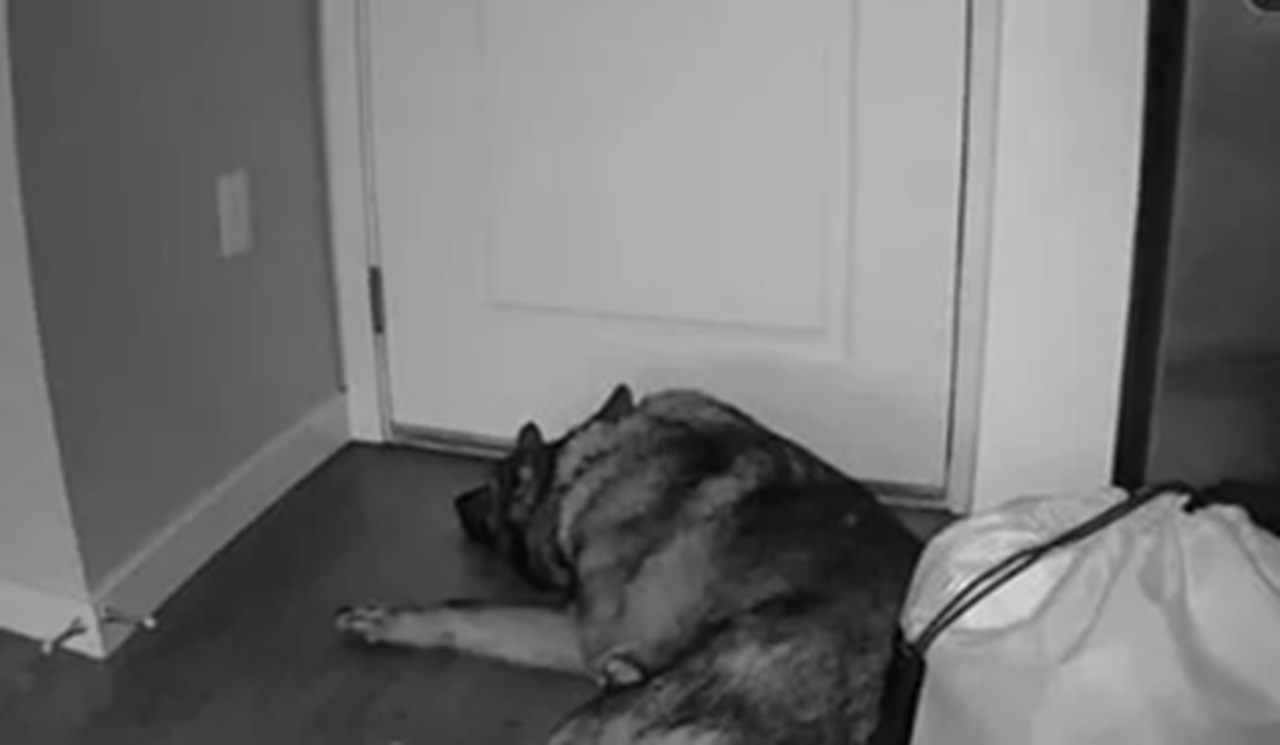 Cane davanti alla porta di casa