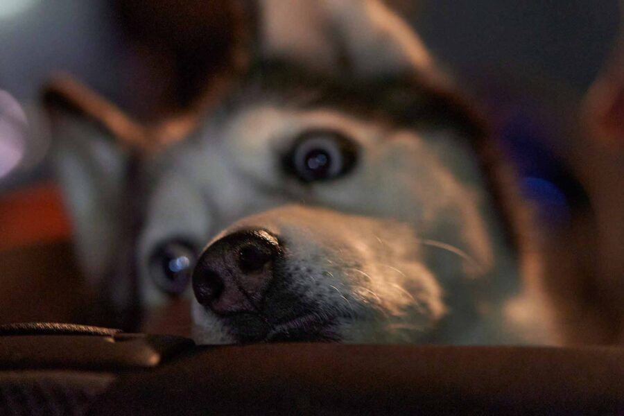 Cane sta male a bordo, volo dirottato: polemiche per l’atterraggio d’emergenza