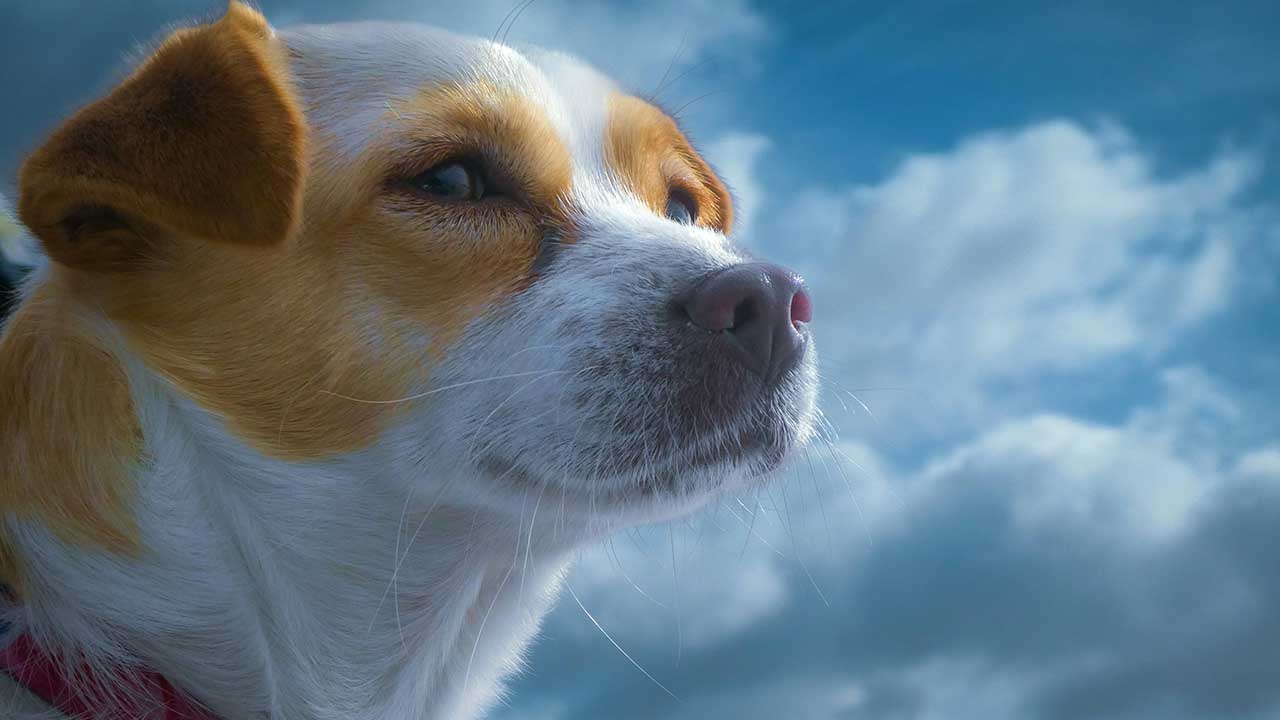 Cane in aeroporto