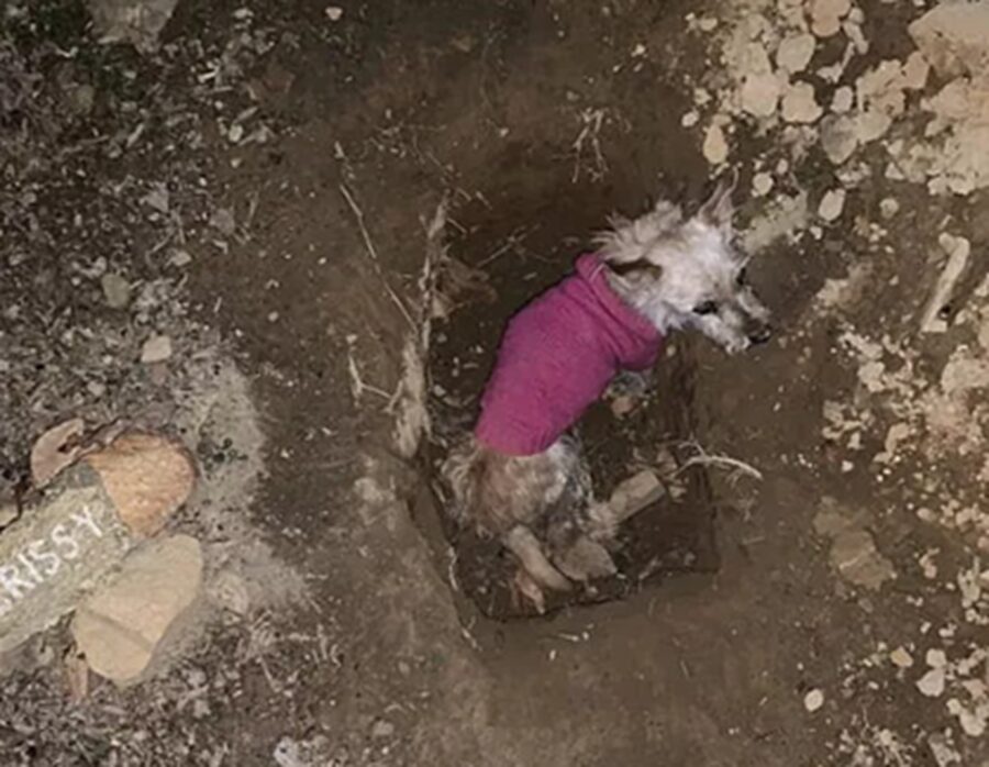 Cane vivo abbandonato nella sua tomba: le urla strazianti svegliano tutti