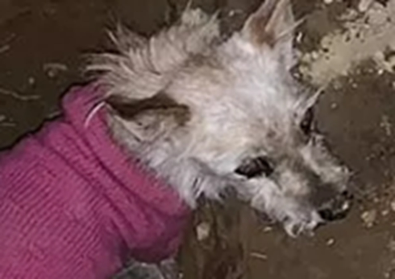 Cane con il cappottino