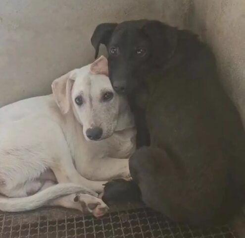 Cani sopravvissuti all’avvelenamento della madre: l’abbraccio commovente