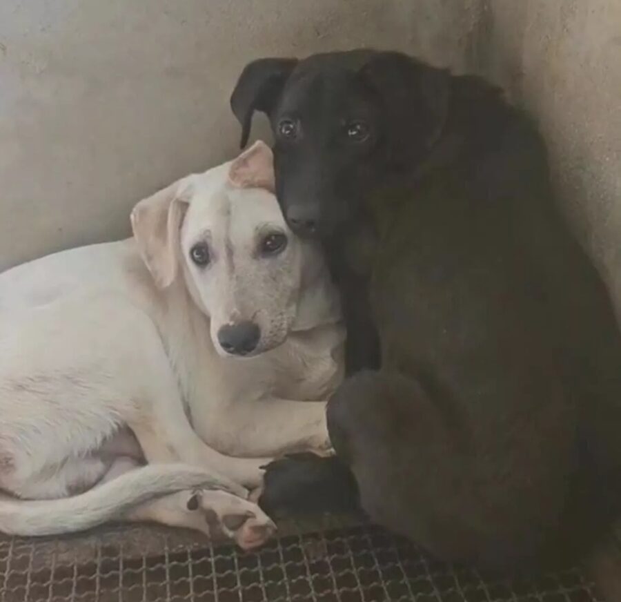 Cani sopravvissuti all’avvelenamento della madre: l’abbraccio commovente