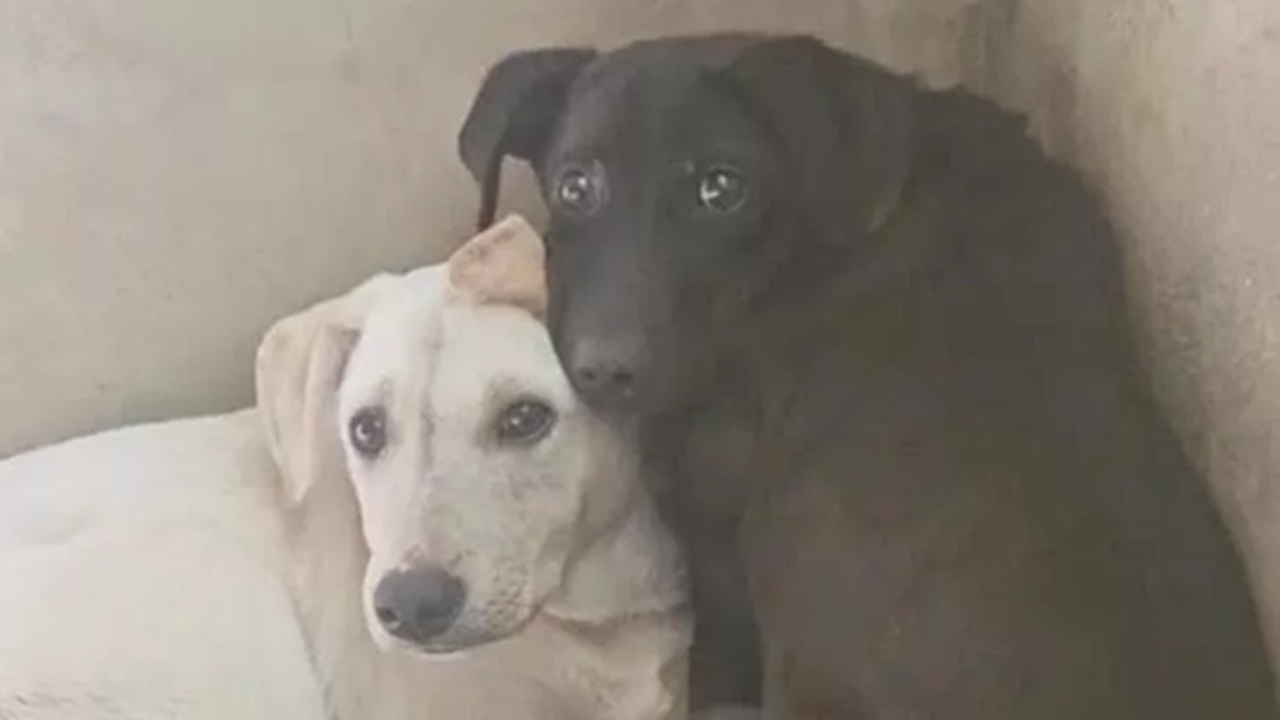 Cani sopravvissuti avvelenamento madre