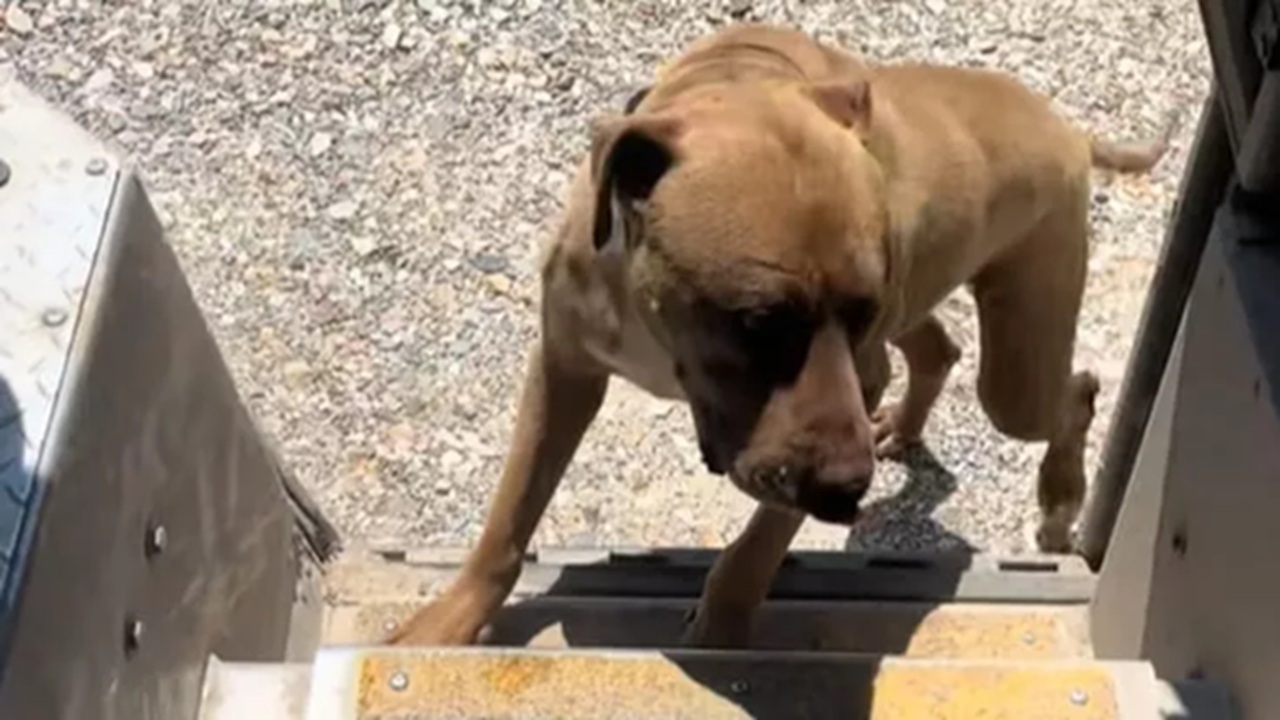 Cosa fa il cane quando il corriere passa da casa sua