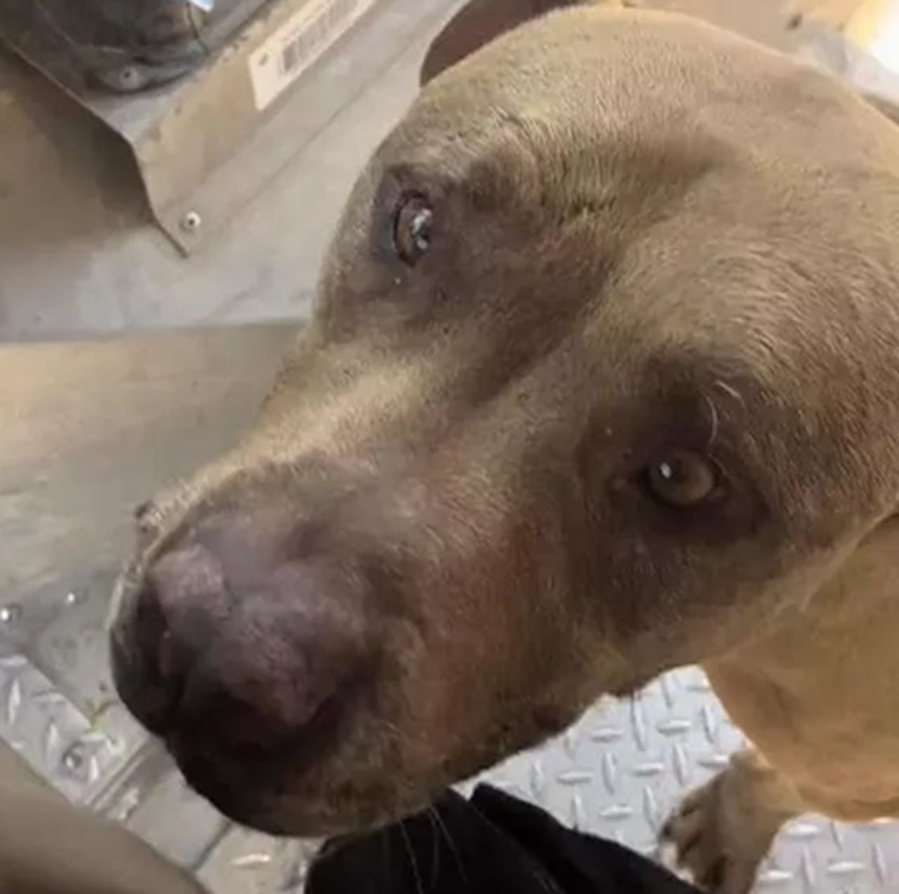 Sguardo del cane