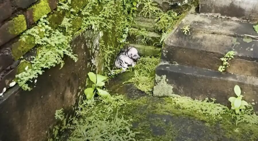 Cucciolo “ghiacciato” lasciato a tremare di freddo sotto la pioggia