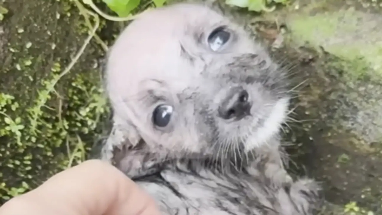 cucciolo ghiacciato