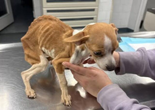 Cucciolo scheletrico abbandonato nel Bronx in un condominio