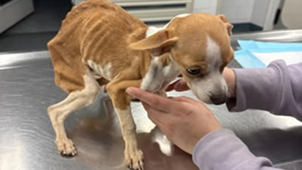 Cucciolo scheletrico abbandonato nel Bronx