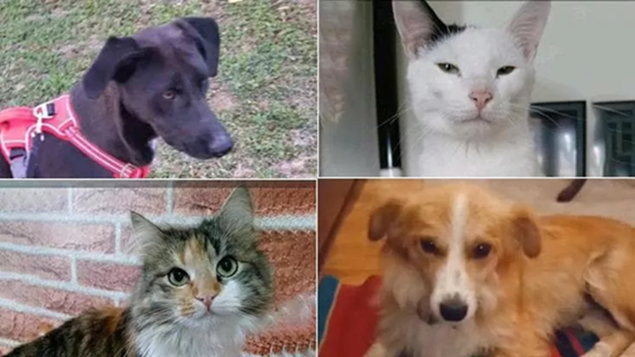 Due cani e due gatti scappano dall'auto dopo l'incidente sull'autostrada A4