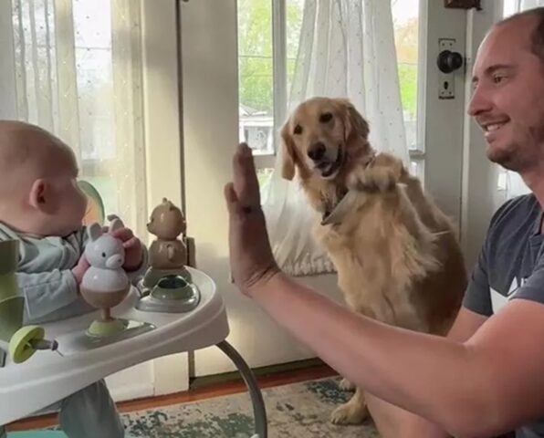 Golden Retriever dà il 5 al papà che sta cercando di insegnarlo al figlio neonato