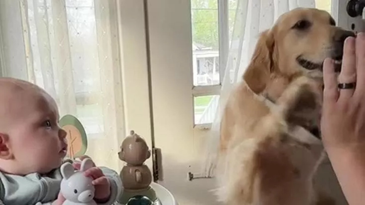 Golden Retriever dà il 5 al papà