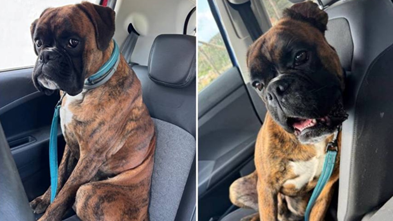 cane di Fabrizio Bracconeri è scomparso