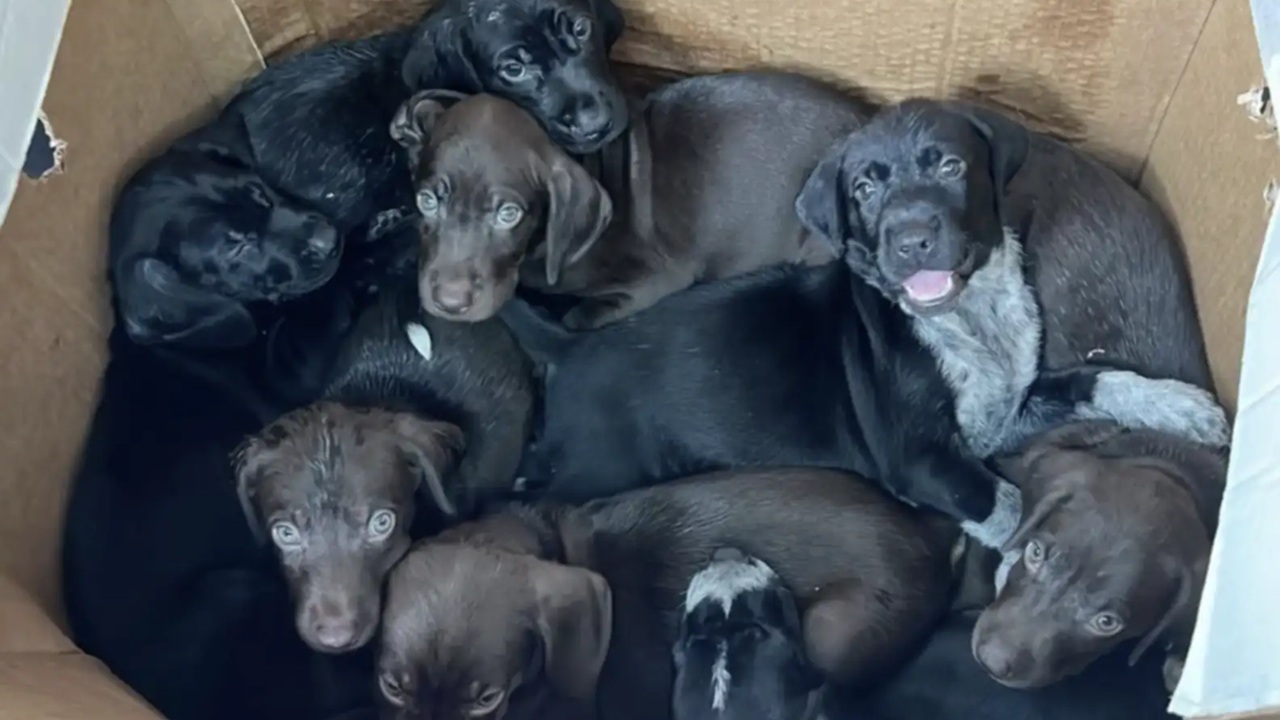 Cuccioli abbandonati in una scatola di cartone