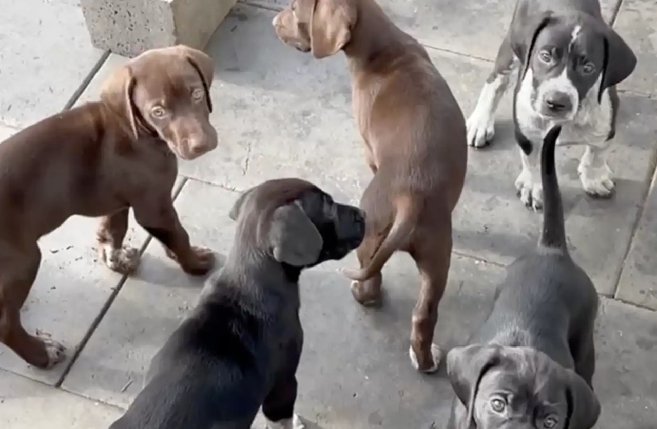 Cani abbandonati