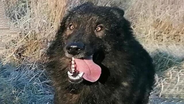Risarcimento per il cane ucciso da un cacciatore: le parole della mamma umana