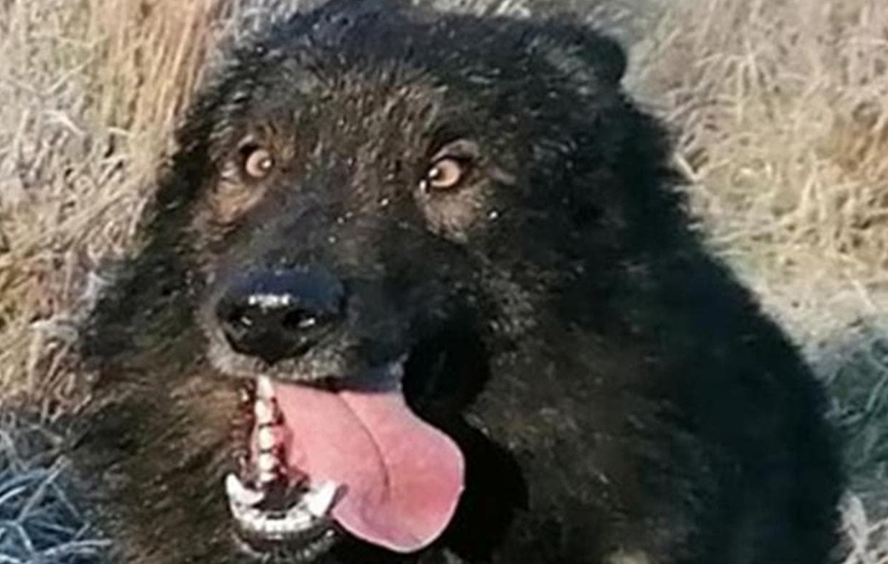 Cane con la lingua di fuori