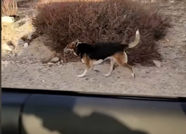 Per salvare il cane nel deserto, un uomo ha impiegato sette mesi