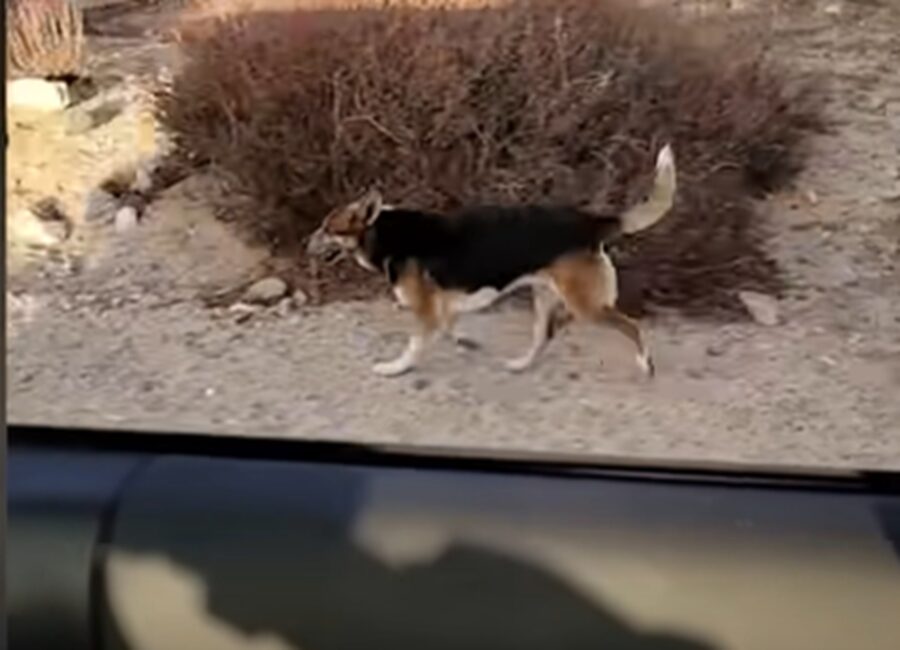 Per salvare il cane nel deserto, un uomo ha impiegato sette mesi