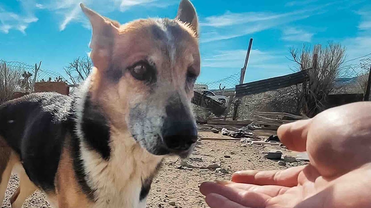 salvare il cane nel deserto