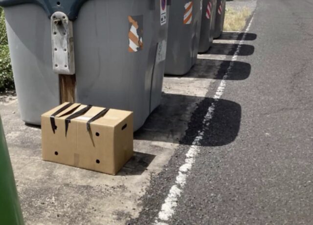 Scatola di cuccioli nel cassonetto: il salvataggio