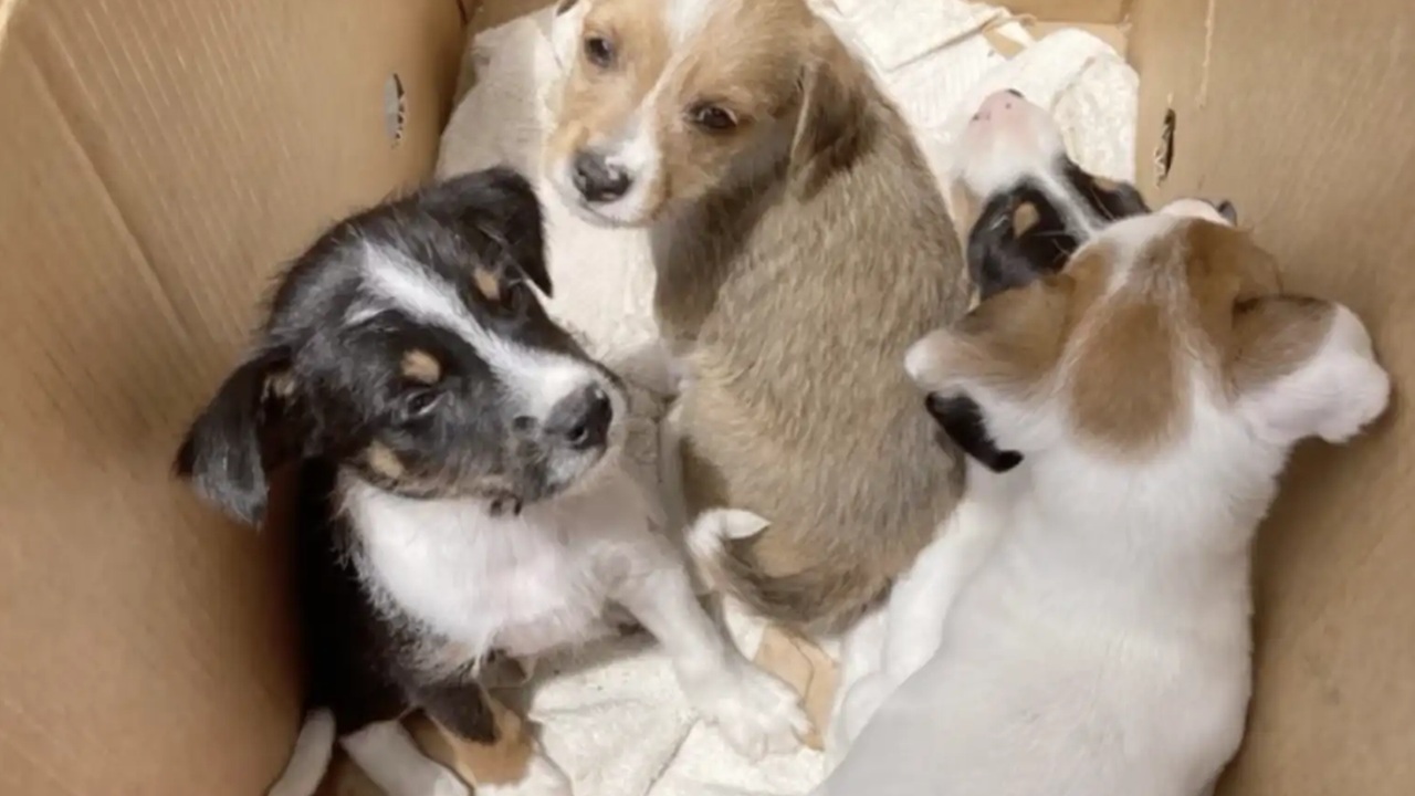 Scatola di cuccioli nel cassonetto