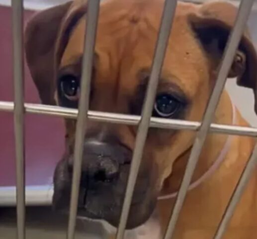Ultima passeggiata per il cane prima dell’eutanasia: poi il miracolo