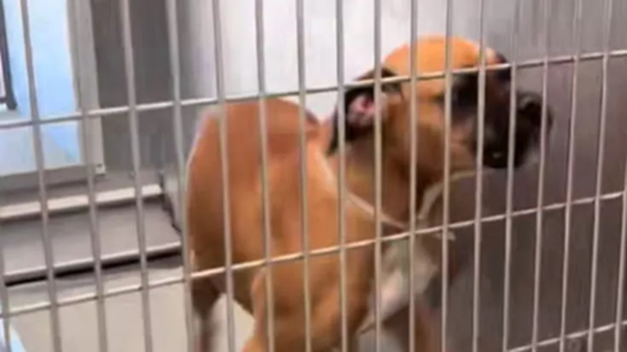 Passeggiata per il cane prima dell'eutanasia