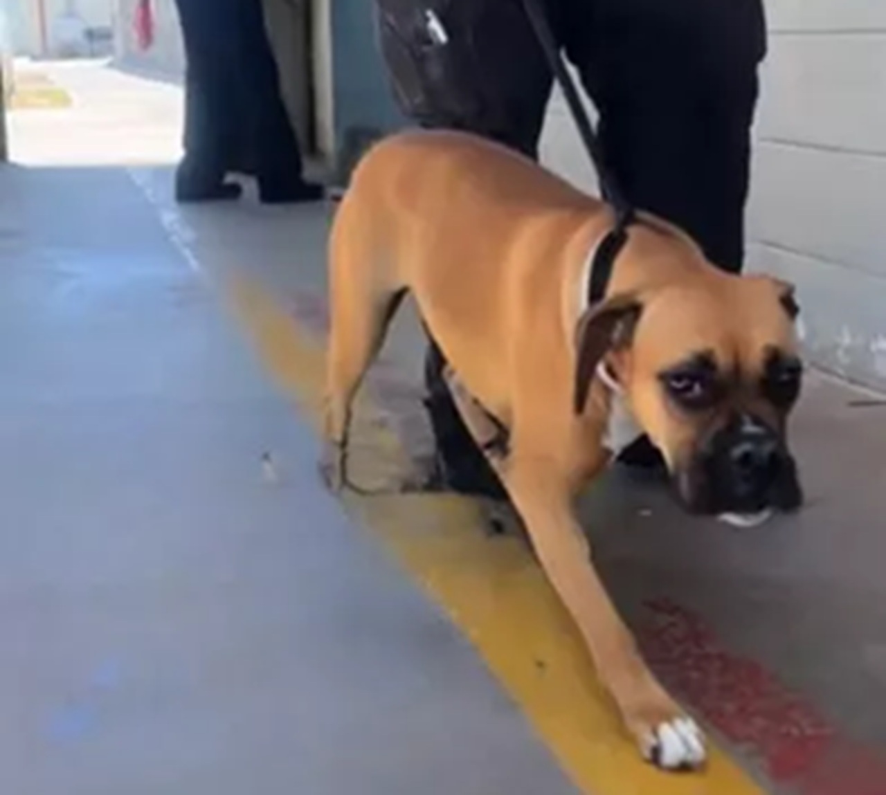 Cane di razza Boxer