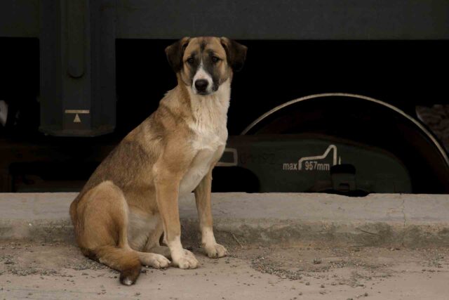 Vivere con un cane in Iran è difficile: vietati in 17 città