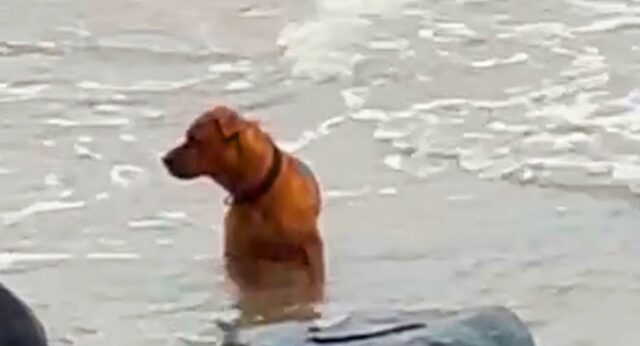 Cane abbandonato cerca disperatamente il suo proprietario