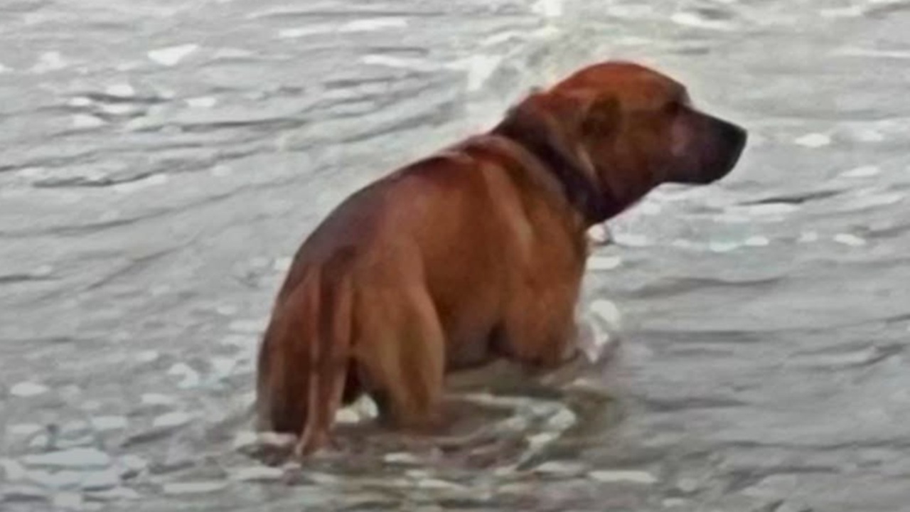 cane abbandonato che cerca disperatamente il suo proprietario