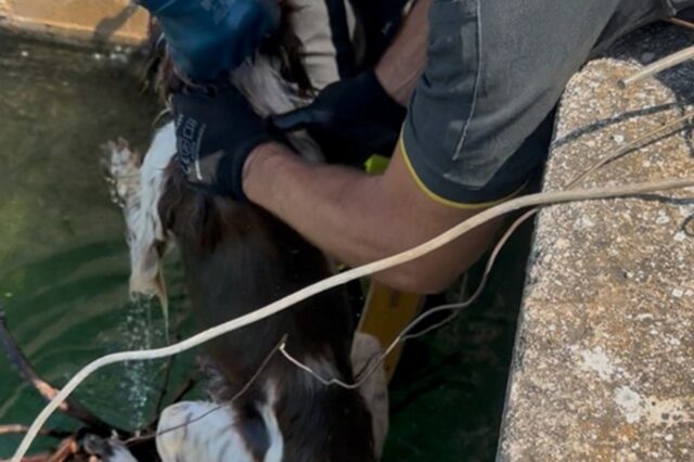 Cane caduto in una vasca piena d’acqua salvato dai pompieri