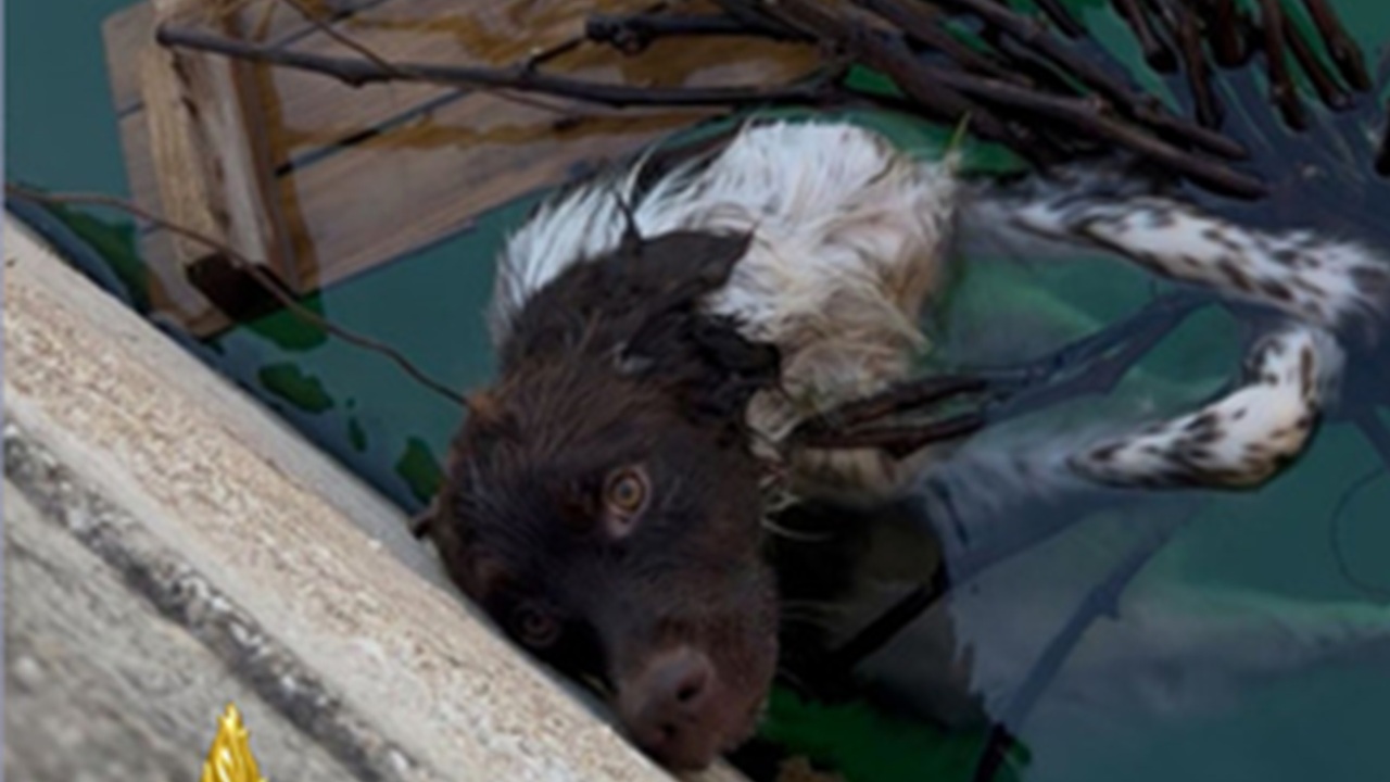 cane caduto vasca acqua