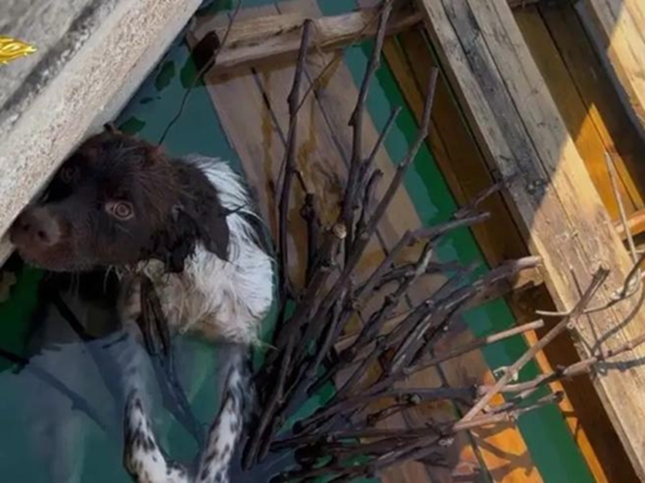 Cane nell'acqua