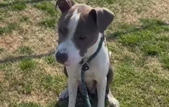Cane con gli occhi pieni di dolore alla ricerca di una casa