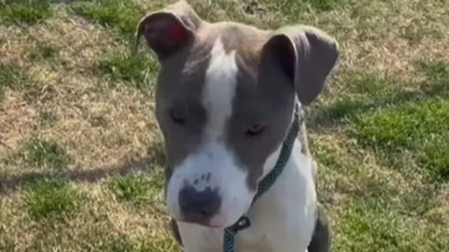 Cane con gli occhi pieni di dolore