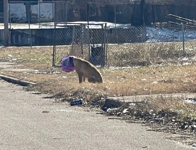 Cane con un secchio in testa per giorni: il salvataggio
