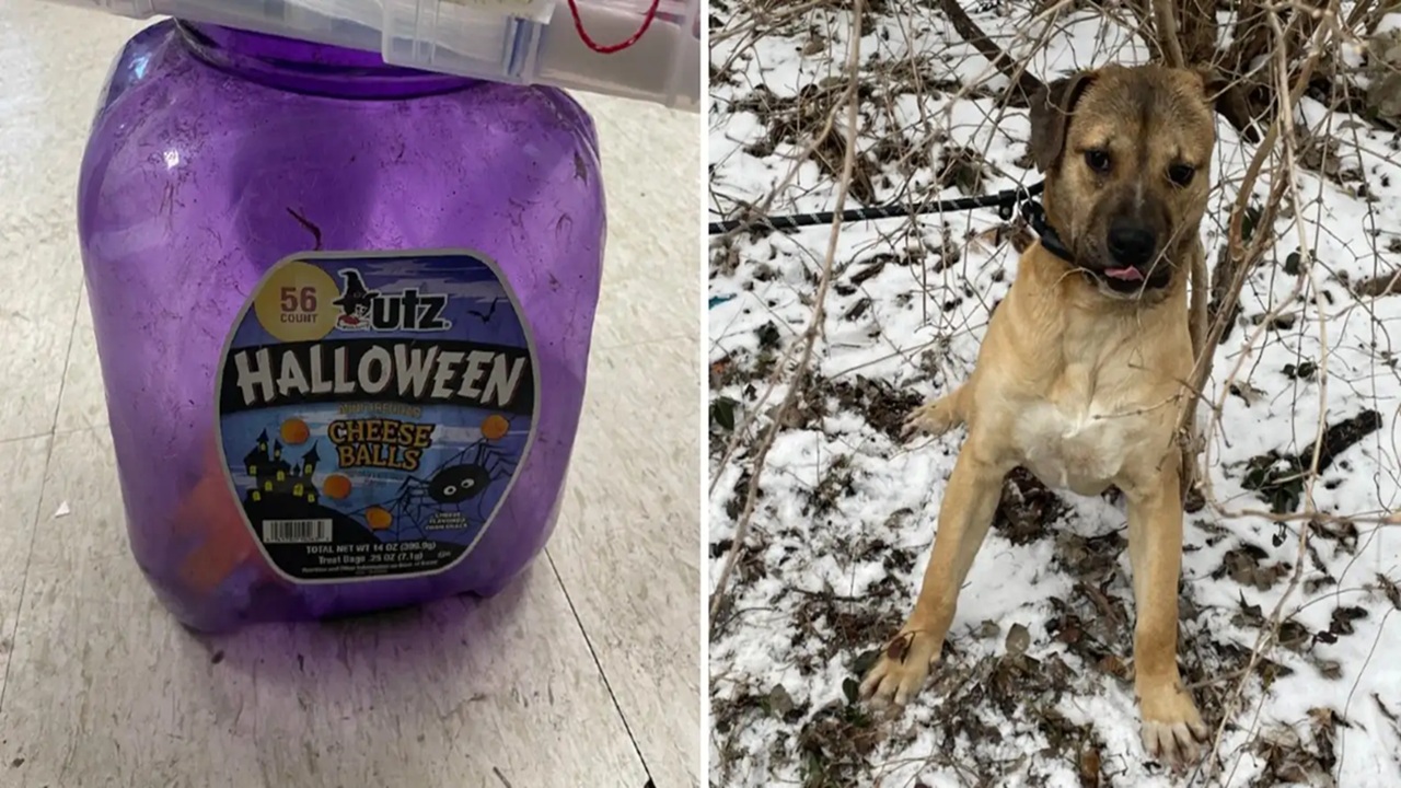 Cane intrappolato nel barattolo